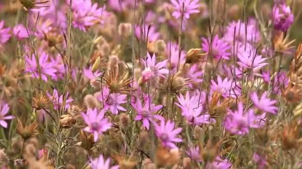 Beautiful wild flowers closeup   — Stockvideo